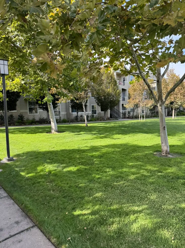 Professional yard cleanup service in Mountain View, CA by JB Landscape Management