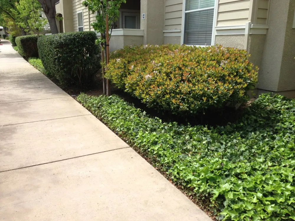 Custom landscaping services for year-round maintenance in Mountain View, CA by JB Landscape Management