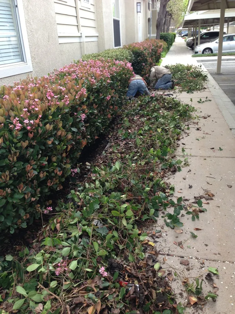 Local landscape installation for residential properties in Mountain View, CA by JB Landscape Management
