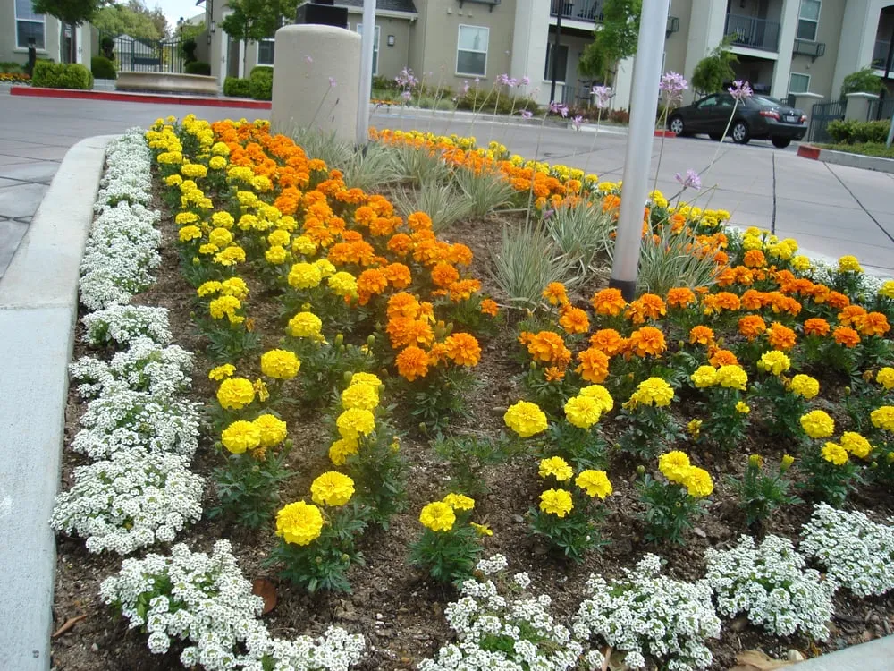 Expert landscape design near you in Mountain View, CA by JB Landscape Management