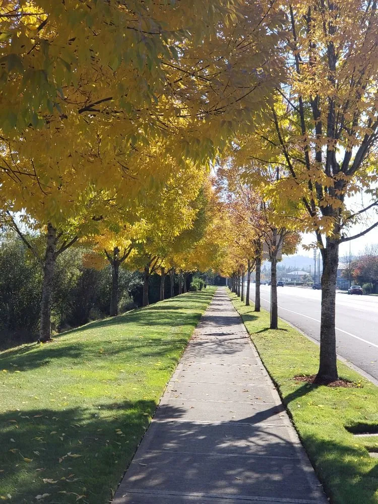 Reliable outdoor landscaping with custom design across Spanaway, WA - JB Landscape Service