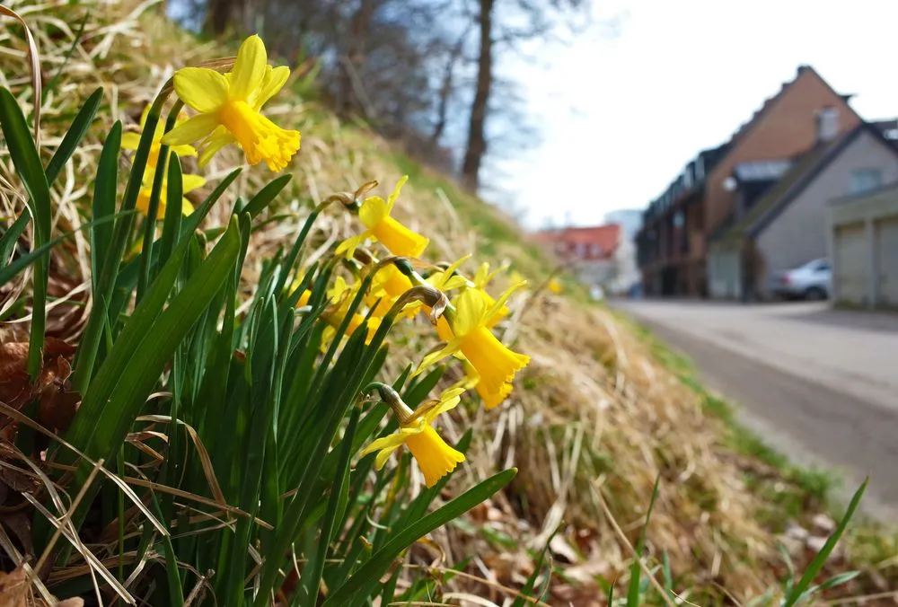 Top-rated landscape installation experts serving Saugus, MA - JB LANDSCAPING LLC