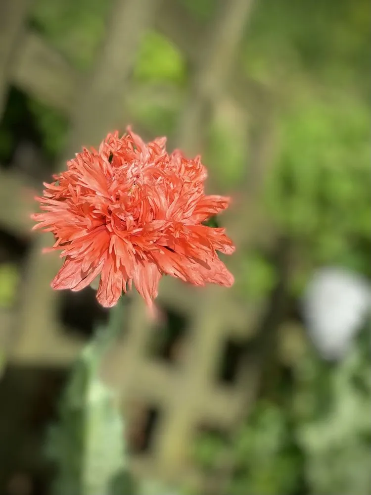 Affordable yard maintenance in Crowley, TX - JB Lawn Care