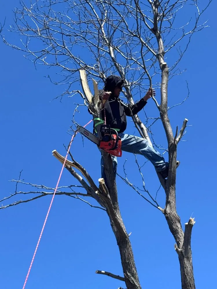 Affordable landscaping services for beautiful yards in Lakeville, MN by Jb Lawn Care& More