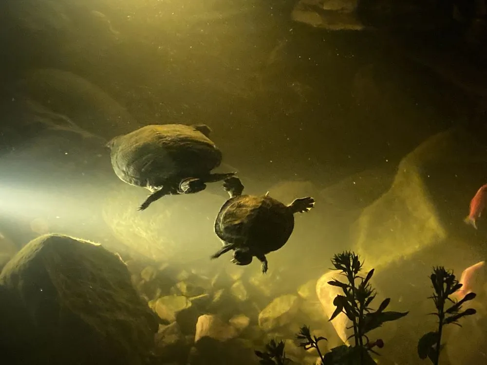 Reliable lawn mowing service in Stuarts Draft, VA by JB Ponds