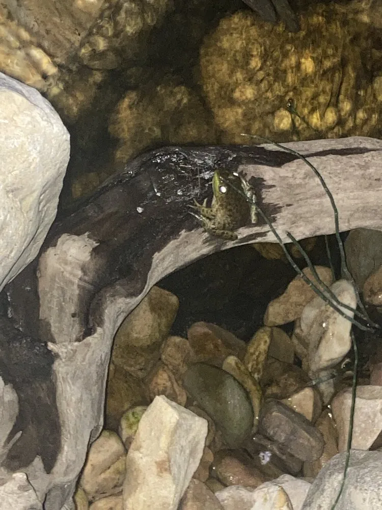 Expert yard cleanup service in Stuarts Draft, VA - JB Ponds