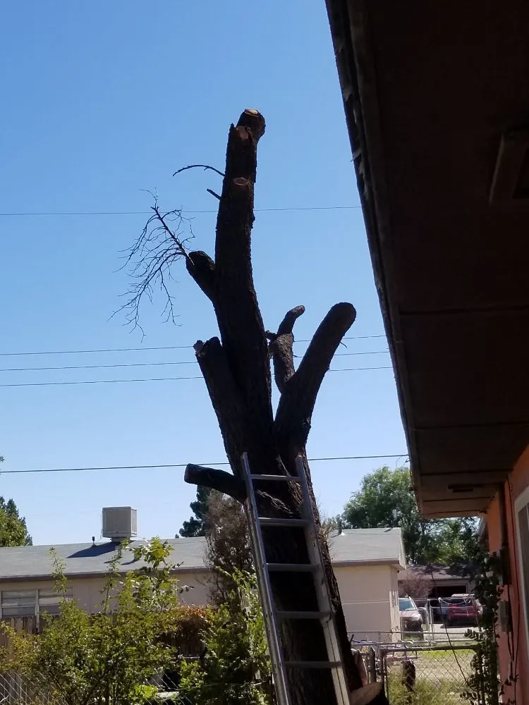 Custom yard cleanup service in Roswell, NM by J&B Service's