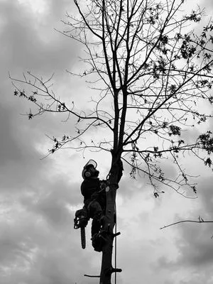 J&B Tree and Lawncare Logo