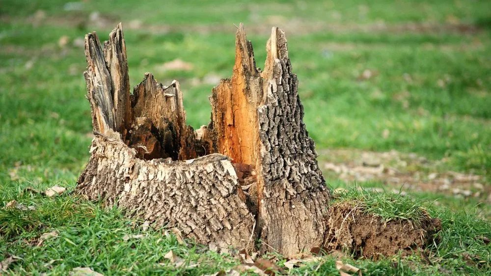 Expert landscape installation experts serving Waconia, MN - JB Tree Care & Landscaping