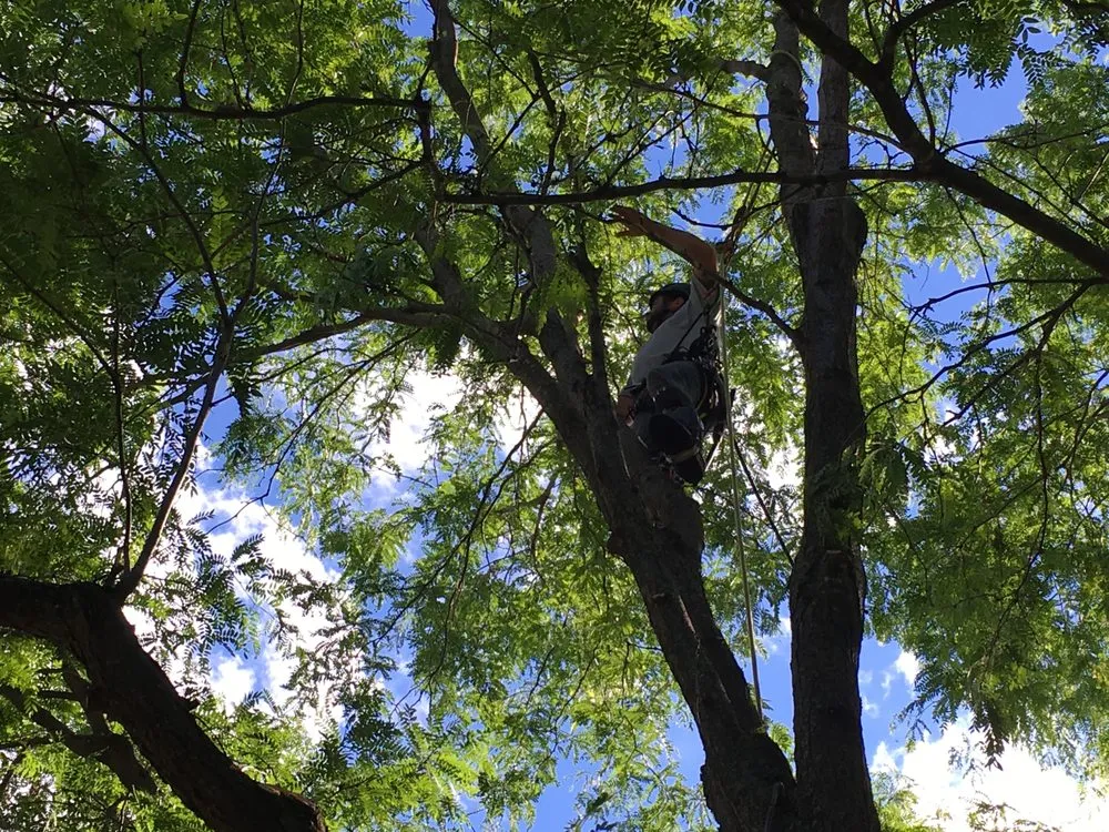 Reliable lawn care service for year-round maintenance in Waconia, MN by JB Tree Care & Landscaping