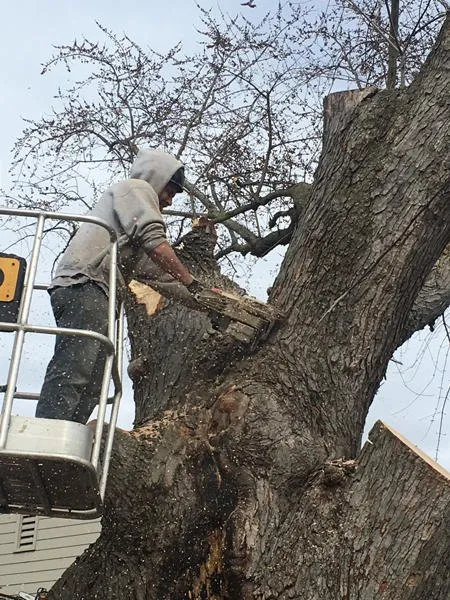 Local landscape design for year-round maintenance across Waconia, MN - JB Tree Care & Landscaping