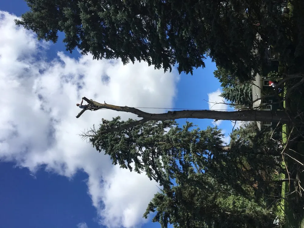 Reliable yard cleanup service near you in Waconia, MN by JB Tree Care & Landscaping