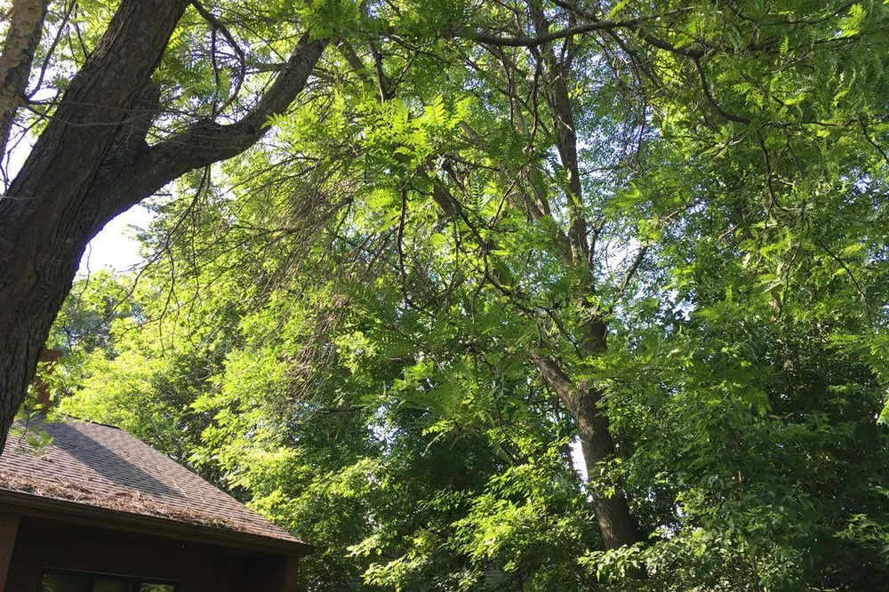 Trusted yard maintenance for year-round maintenance in Waconia, MN by JB Tree Care & Landscaping