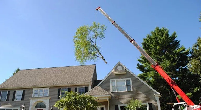 Expert yard cleanup service for year-round maintenance in Doylestown, PA by JB Tree Service