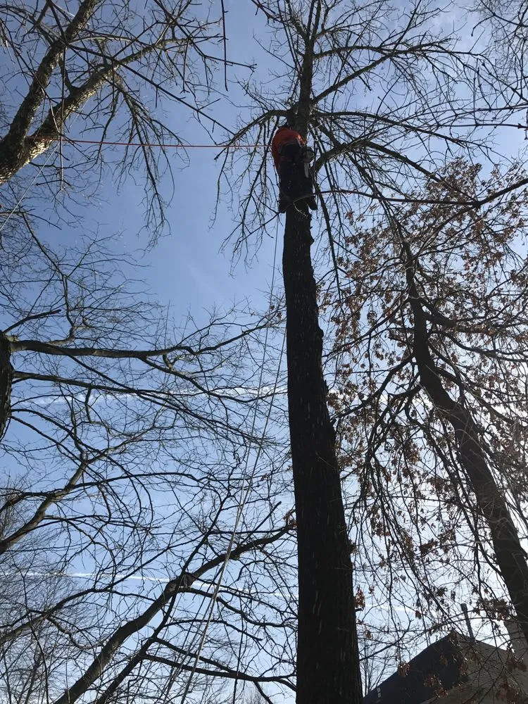 Professional yard cleanup service in Doylestown, PA by JB Tree Service