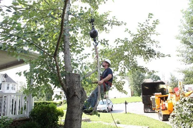 Expert lawn care service in Doylestown, PA - JB Tree Service