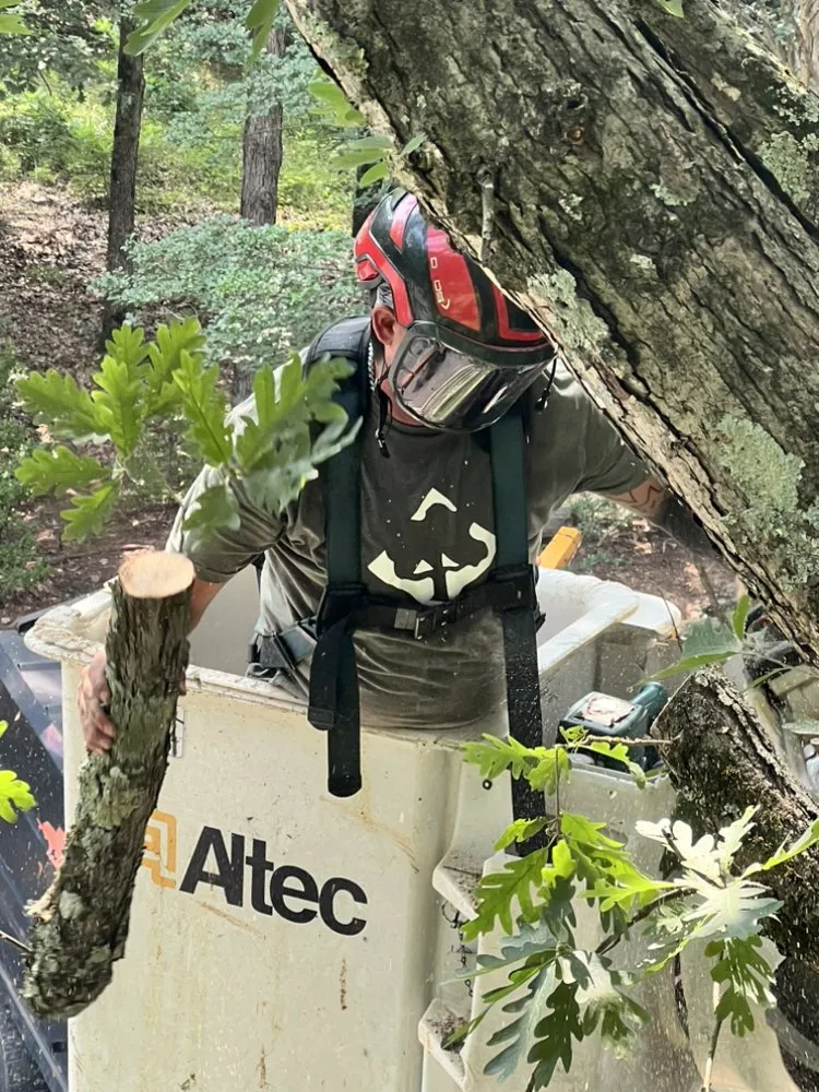 Expert yard cleanup service in Landrum, SC by JB Trees & Scapes