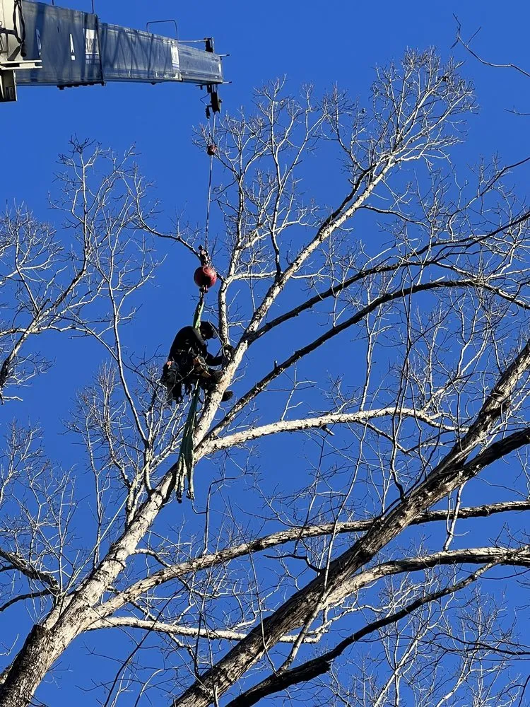 Professional lawn mowing service for beautiful yards across Landrum, SC - JB Trees & Scapes