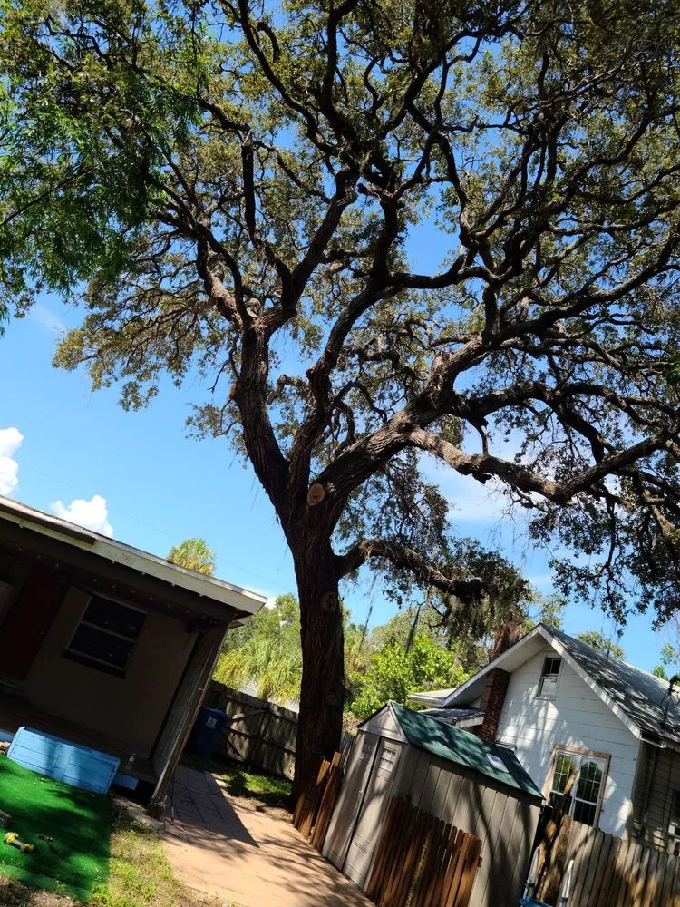 Trusted lawn care service for year-round maintenance across St. Petersburg, FL - J&b Trees and Landscaping