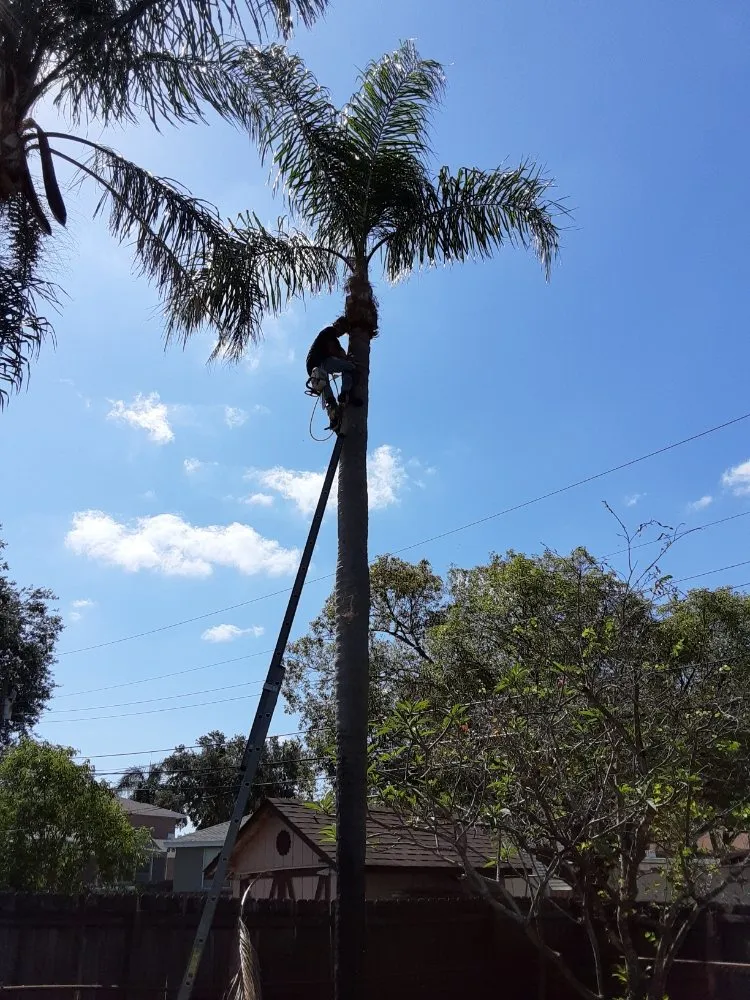 Reliable landscape installation experts serving St. Petersburg, FL - J&b Trees and Landscaping