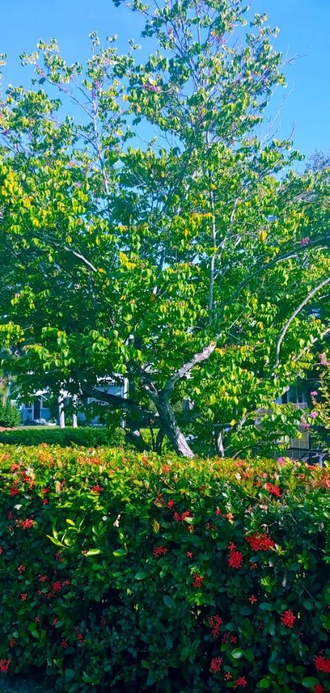 Affordable lawn care service in St. Petersburg, FL - J&b Trees and Landscaping