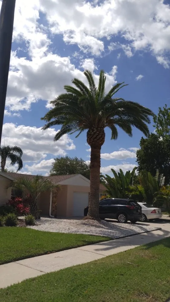 Custom yard maintenance experts serving St. Petersburg, FL - J&b Trees and Landscaping