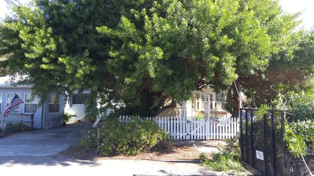 Affordable lawn mowing service in St. Petersburg, FL by J&b Trees and Landscaping