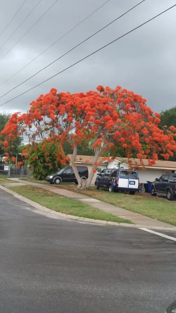 Local landscape installation for homes in St. Petersburg, FL by J&b Trees and Landscaping