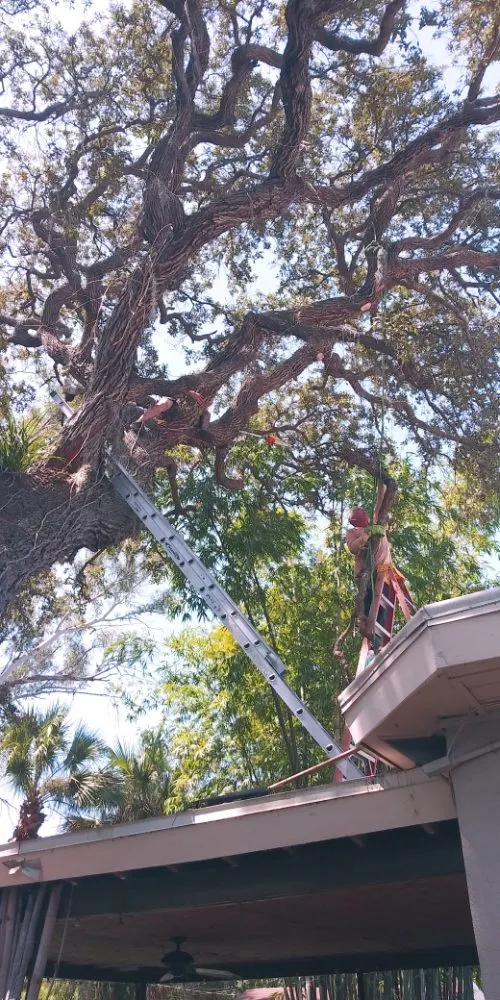 Professional lawn mowing service for homes across St. Petersburg, FL - J&b Trees and Landscaping