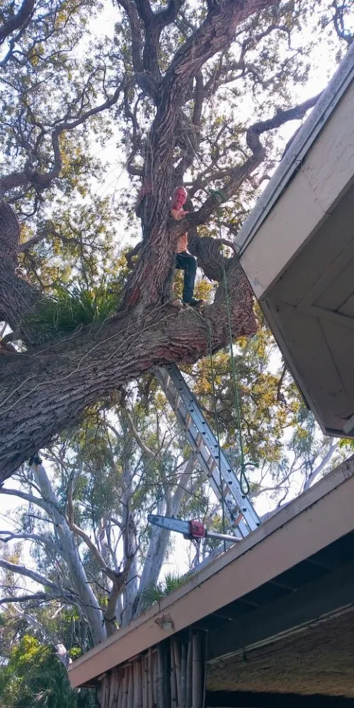 Reliable yard cleanup service experts serving St. Petersburg, FL - J&b Trees and Landscaping