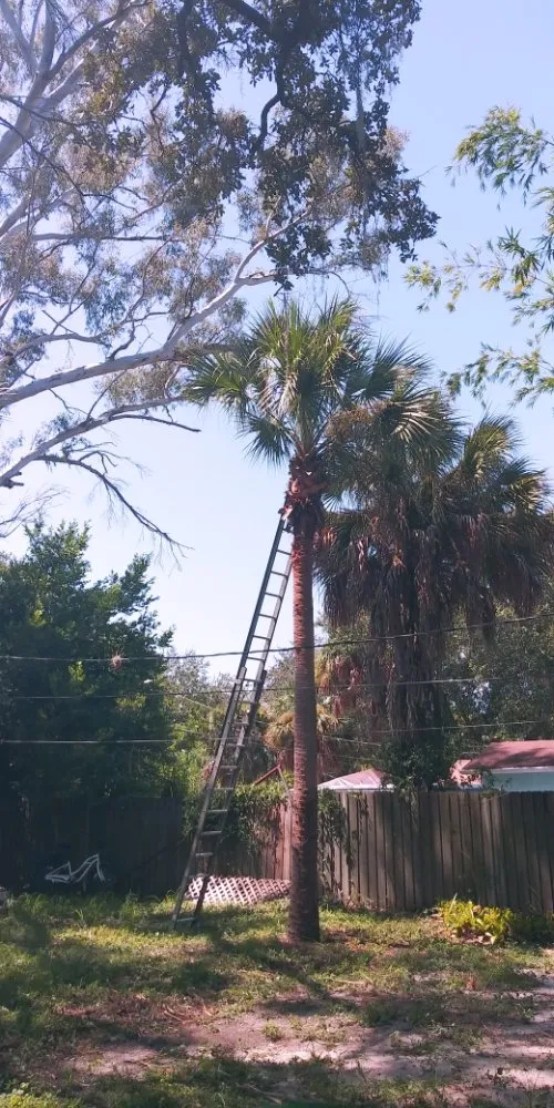 Top-rated landscape design in St. Petersburg, FL by J&b Trees and Landscaping