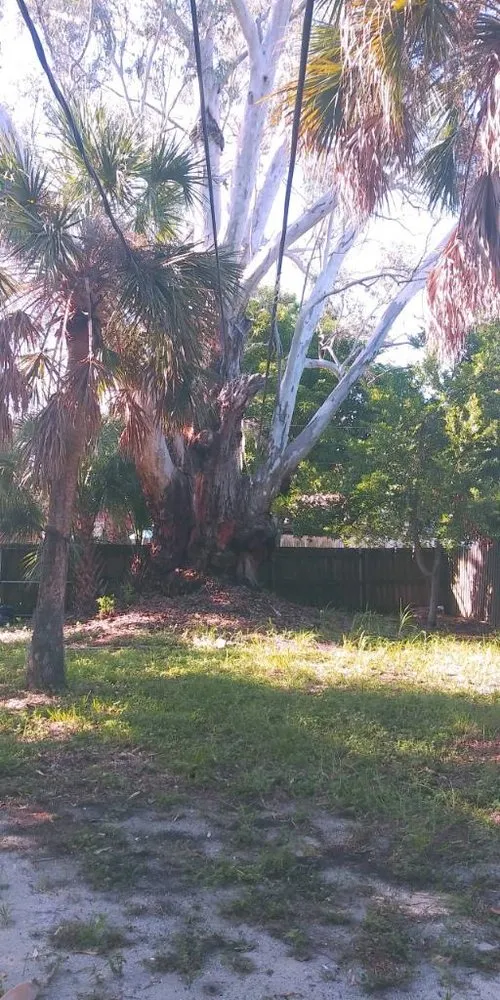 Local yard maintenance in St. Petersburg, FL by J&b Trees and Landscaping