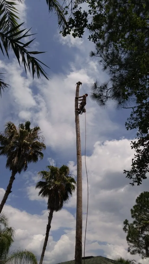 Local lawn care service experts serving St. Petersburg, FL - J&b Trees and Landscaping