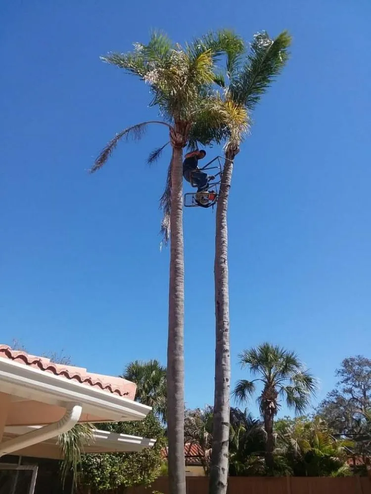 Professional lawn mowing service in St. Petersburg, FL - J&b Trees and Landscaping