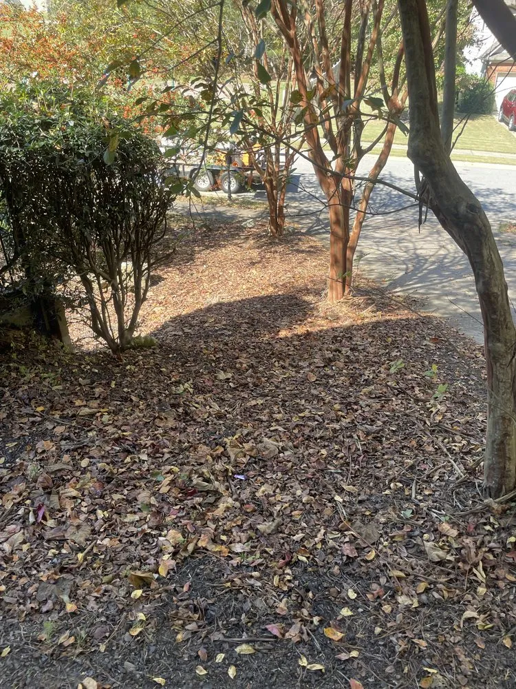Professional yard cleanup service for year-round maintenance in Gainesville, GA by JB Yard & Junk Solutions