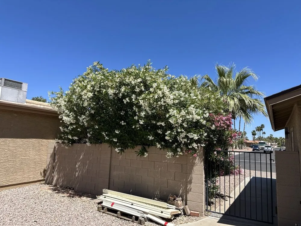 Professional landscape installation for homes in Maricopa, AZ by JB Yard Maintenance