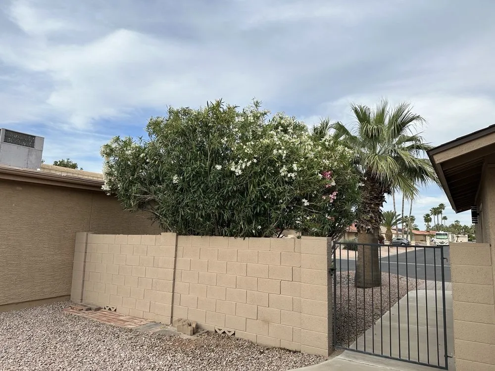 Custom yard cleanup service in Maricopa, AZ by JB Yard Maintenance