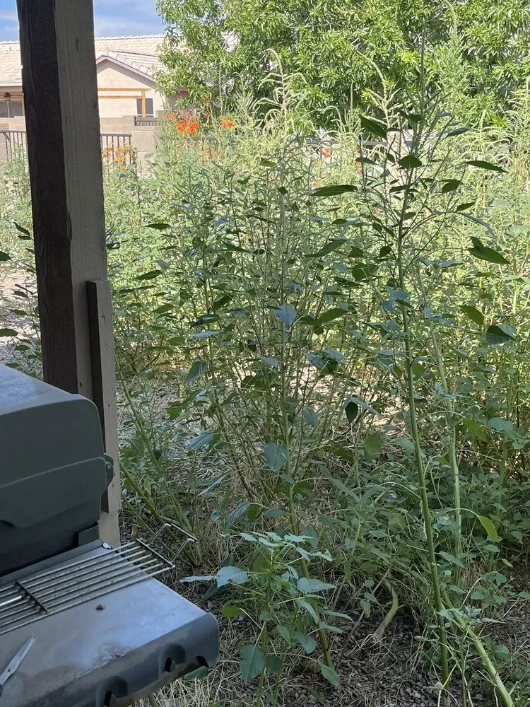 Affordable yard cleanup service near you across Maricopa, AZ - JB Yard Maintenance