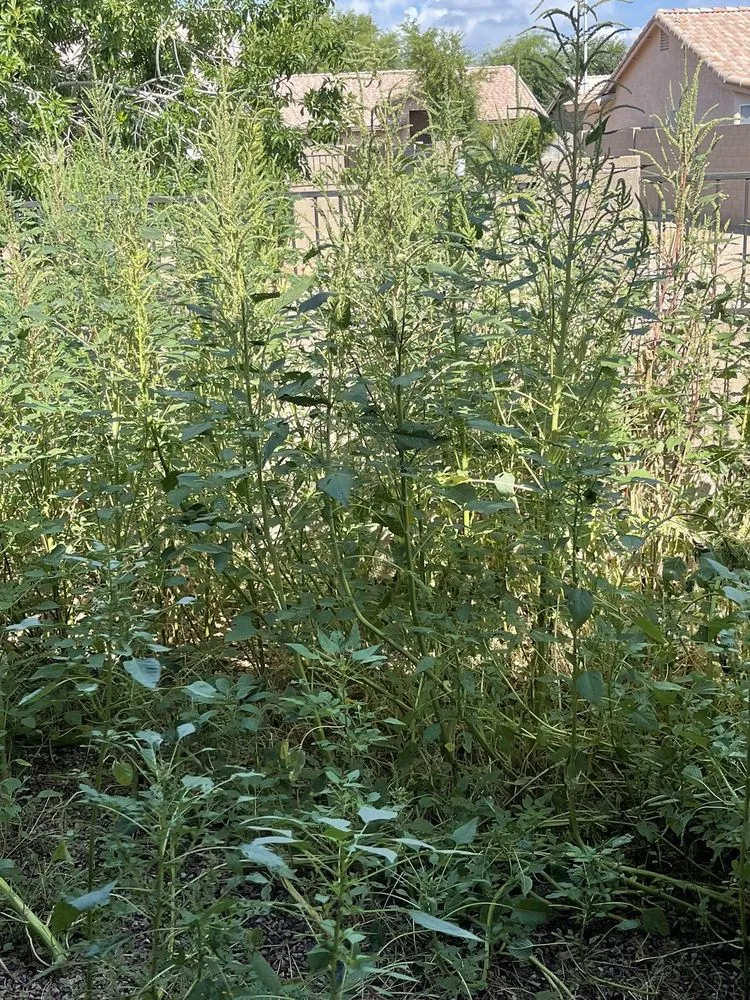 Affordable lawn mowing service in Maricopa, AZ - JB Yard Maintenance