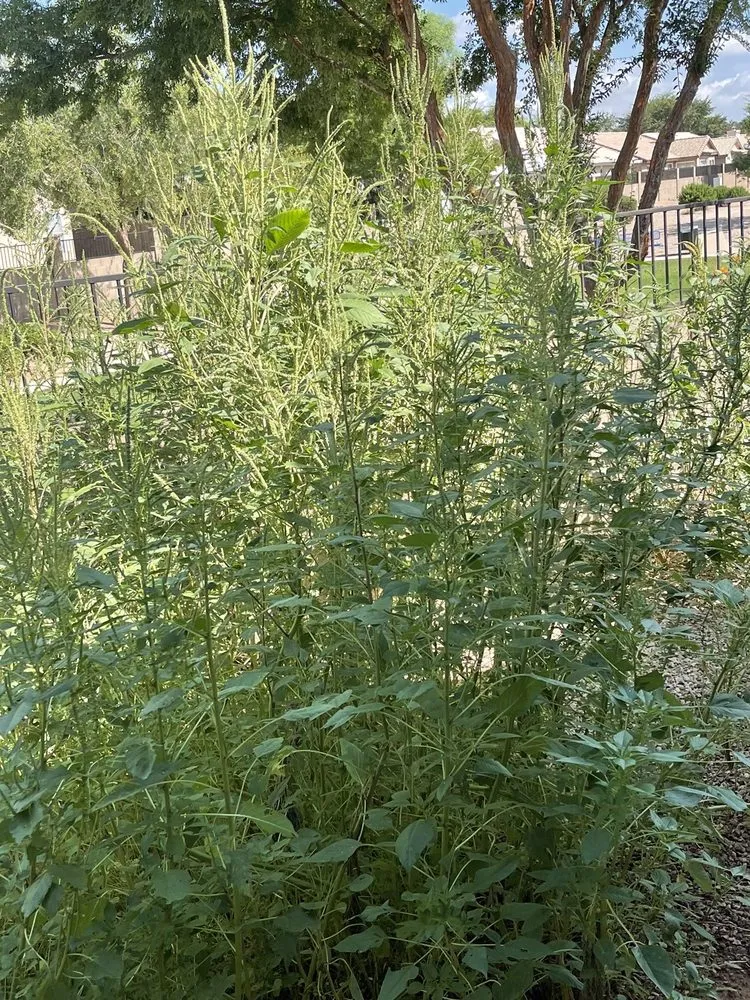 Top-rated lawn mowing service experts serving Maricopa, AZ - JB Yard Maintenance