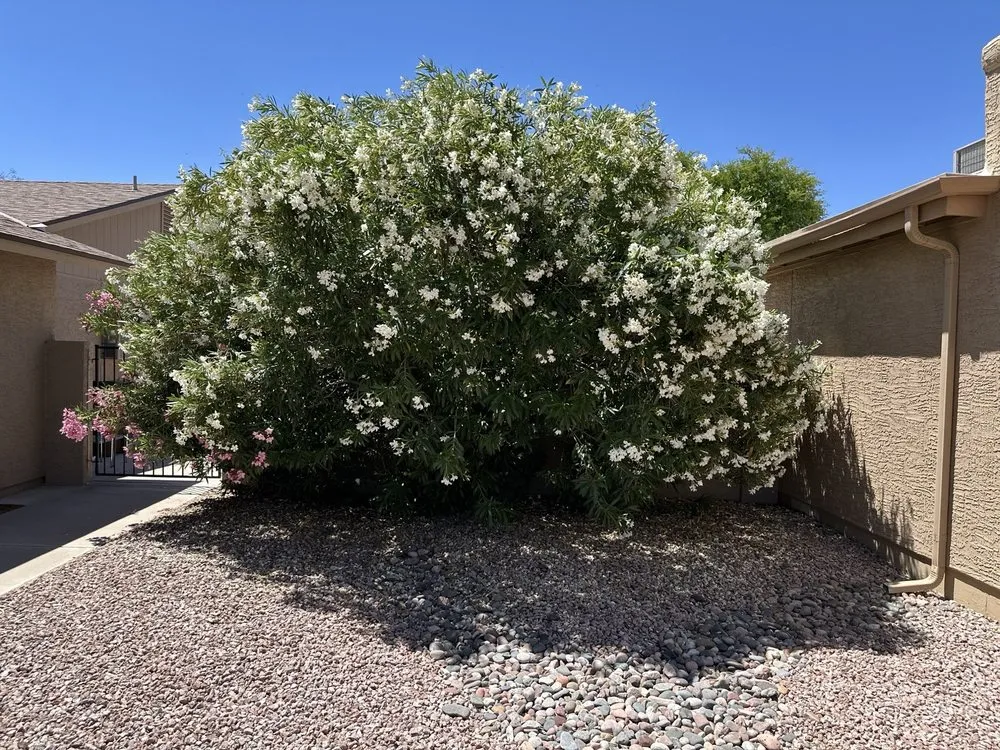 Top-rated landscaping services for outdoor upgrades in Maricopa, AZ by JB Yard Maintenance