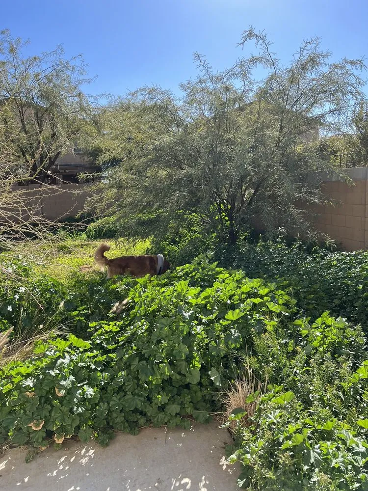 Affordable landscape design for outdoor upgrades across Maricopa, AZ - JB Yard Maintenance