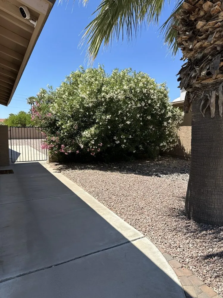 Top-rated yard cleanup service in Maricopa, AZ - JB Yard Maintenance