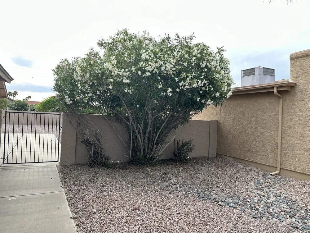 Top-rated lawn mowing service with custom design in Maricopa, AZ by JB Yard Maintenance