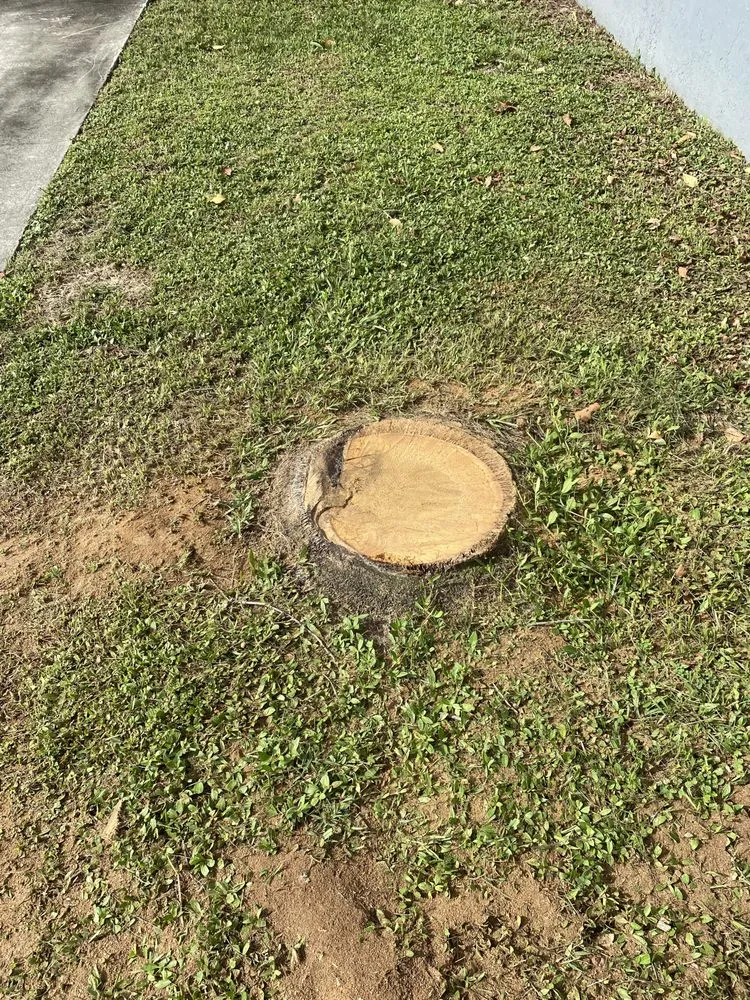 Professional lawn mowing service near you in Loxahatchee, FL by JBF Lawn Maintenance and Landscaping LLC