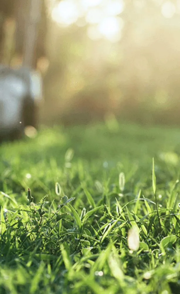 Reliable landscape installation for beautiful yards in Virginia Beach, VA by JBI Landscapes