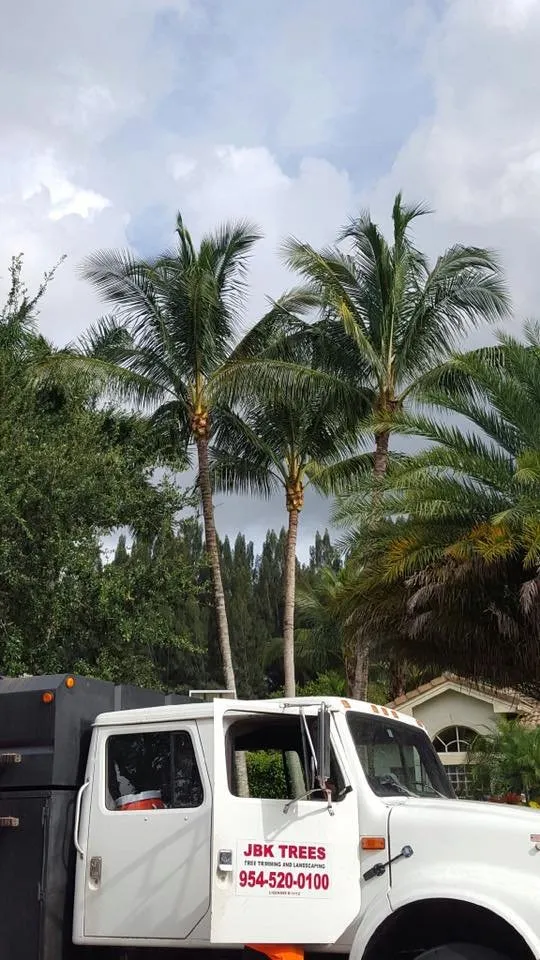 Top-rated landscape installation experts serving Cooper City, FL - JBK Trees