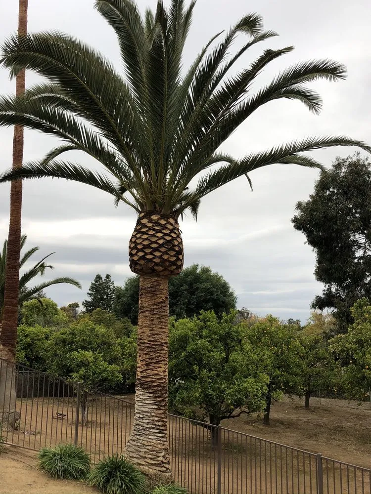 Custom outdoor landscaping in Riverside, CA - JBP Landscaping