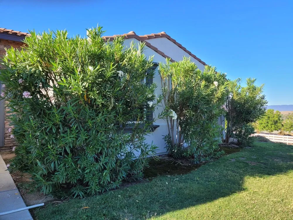 Affordable residential landscaping for year-round maintenance across Riverside, CA - JBP Landscaping