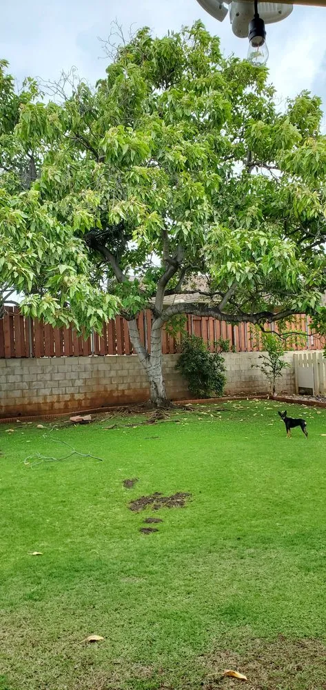 Custom lawn mowing service experts serving Honolulu, HI - JBR Landscaping & Yard Services